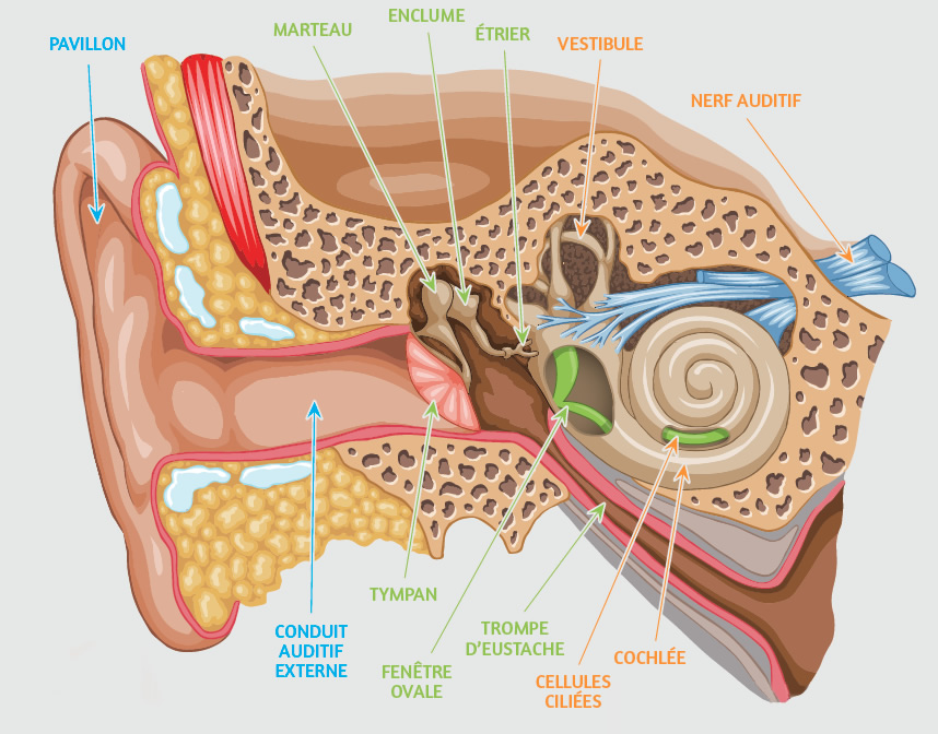 Anatomie de l'Oreille